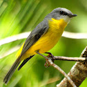 Eastern Yellow Robin