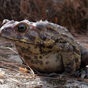 Common Indian Toad