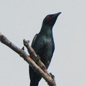 Asian Glossy Starling