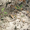 Six-lined Racerunner