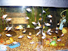 Peces  Pecera Completa 50X35X20