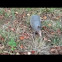 Armadillo