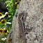 Tree Lizard