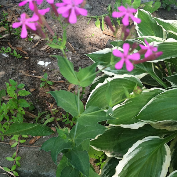 Spotting Image 1