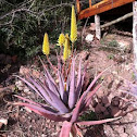 Aloe Arborensis