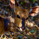 Bushbuck