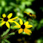 Black-eyed Susan