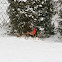 Northern Cardinal 