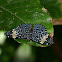Red Cracker