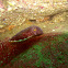 Mourning Cuttlefish