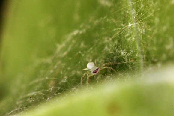 Spotting Image 1