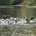 Canada Goose