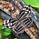 Bluewing Myscelia