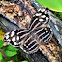 Bluewing Myscelia