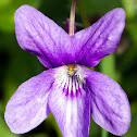 Sweet Violet