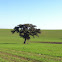 Encina