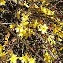 Weeping Forsythia