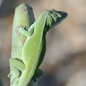 Carolina Anole
