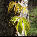Virginia creeper