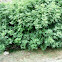 Ficus carica. Higuera