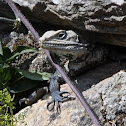Kashmir Rock Agama