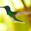 White-necked Jacobin Male