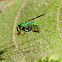 Long-Legged Fly with prey