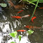 Koi fish