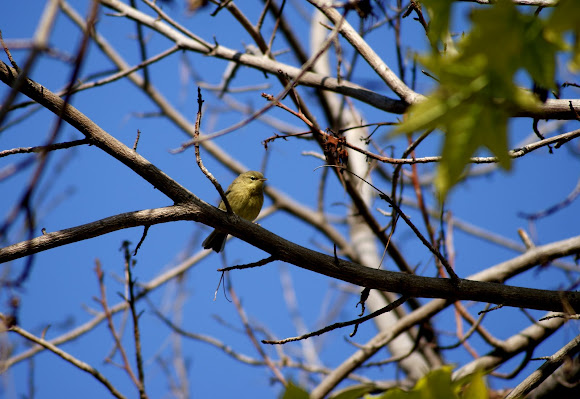 Spotting Image 1