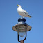 Seagull