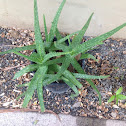 True Aloe, Medicine Aloe, Burn Plant, and Barbados Aloe