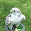 Falco