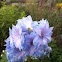 Larkspur 