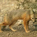 Kit Fox