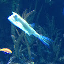 Long-horned Cowfish