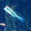 Long-horned Cowfish