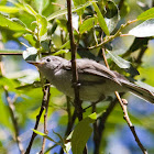 Blue-gray Gnatcatcher