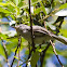 Blue-gray Gnatcatcher