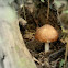 Cortinarius