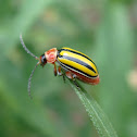Escarabajo pulga