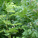 Götterbaum