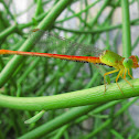 Orange-tailed Sprite