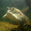 Florida Softshell Turtle
