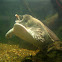 Florida Softshell Turtle