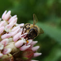 Honey Bee