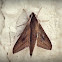 Hawk Moth