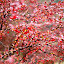 Umbrian Red by Jason Kiefer - Nature Up Close Flowers