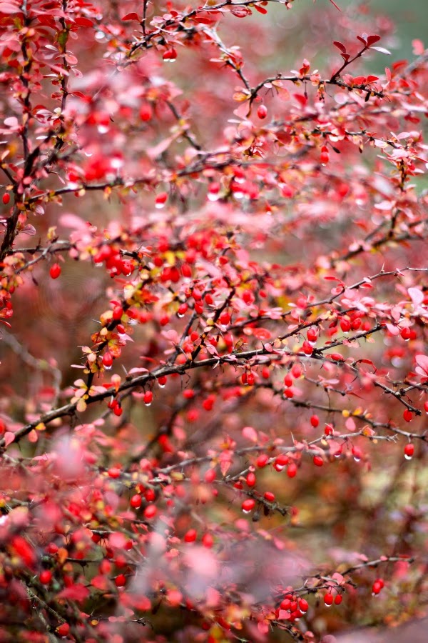 Umbrian Red by Jason Kiefer - Nature Up Close Flowers