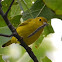 Yellow Warbler (female)