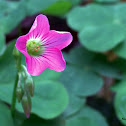 Pink Wood Sorrel